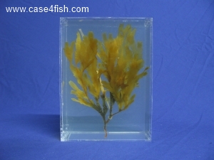 Foto Galerie/Syngnathiformes/Entelurus aequoreus/Entelurus aequoreus_03_S.jpg